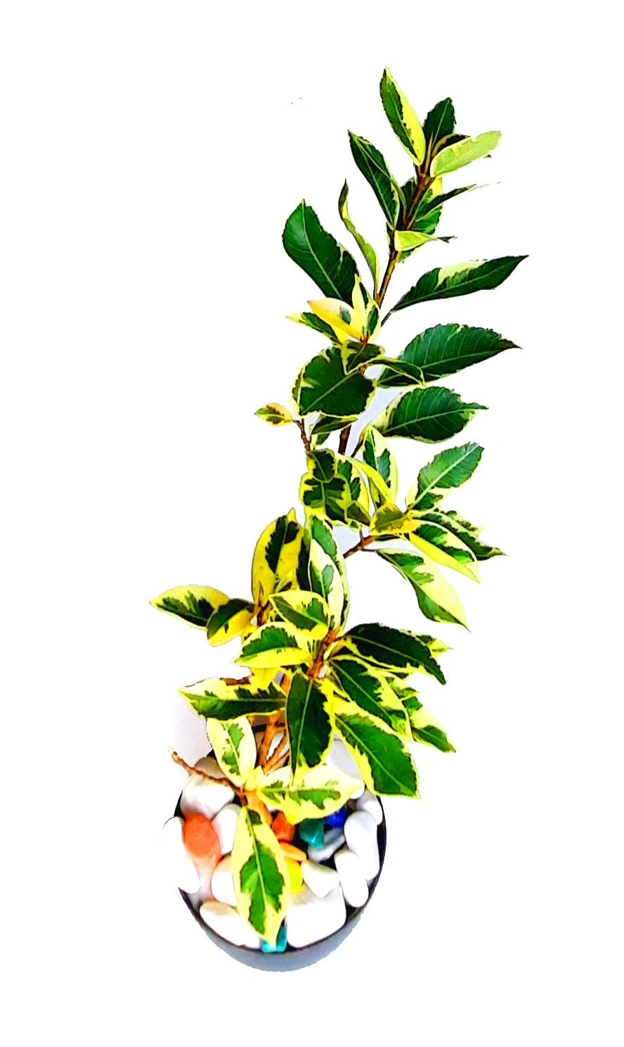 Ficus Safari Live Plant, Air Purifier Indoor Live Plant, Variegated Ficus Plants [RAJ GARDEN PLANTS]