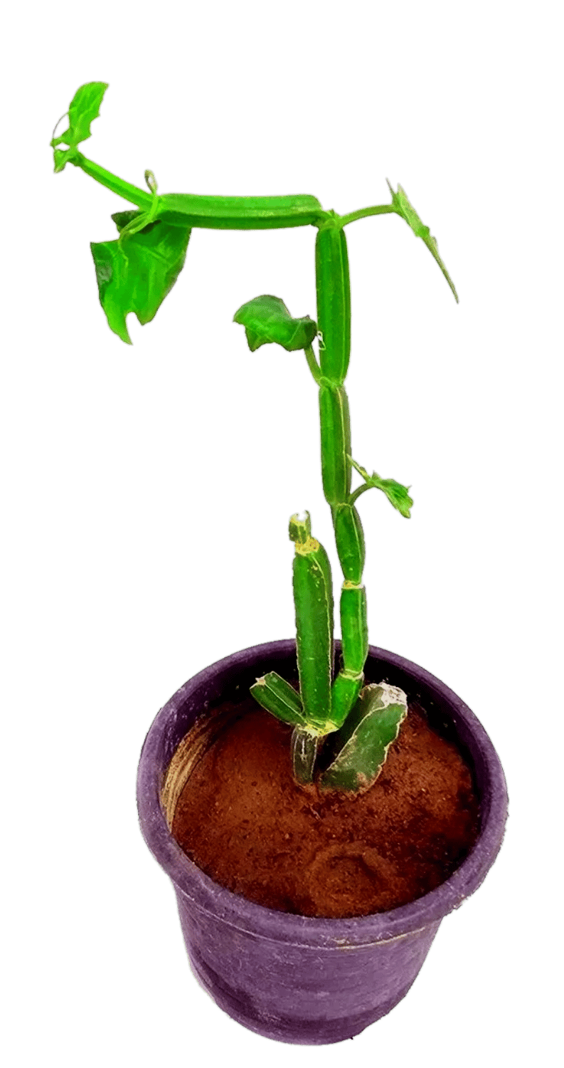 Hadjod Plant, Cissus Quadrangularis , Asthisamharaka Plant, अस्थिसंहार,हड्डीजोड़, हड़जोड़ [RAJ GARDEN PLANTS]