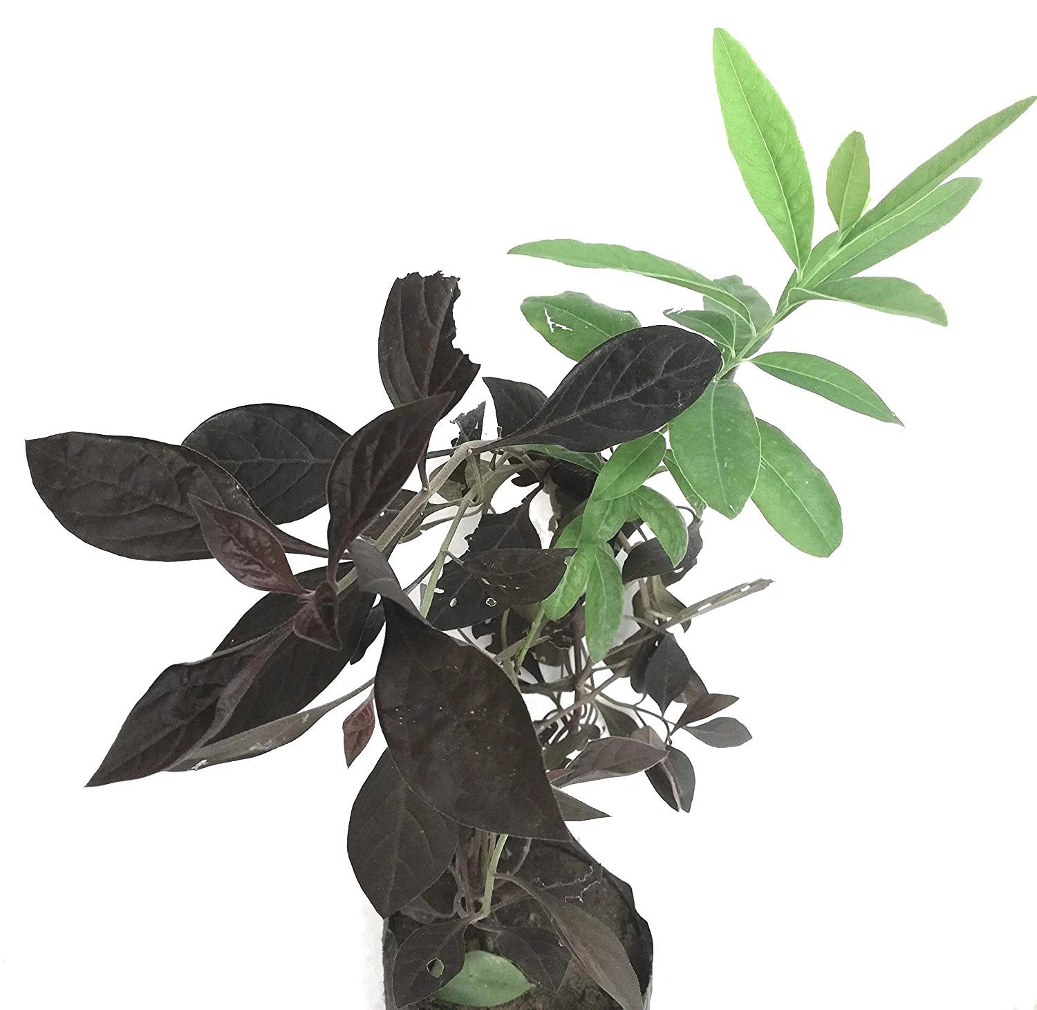 Sandalwood White Live Plant, Safed Chandan Live Plant, Santalum album [RAJ GARDEN PLANTS]