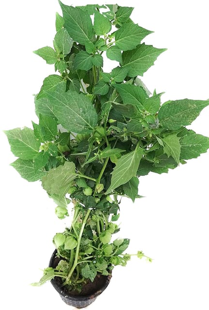 Physalis angulata Herbal Plant, Cut Leaf Ground Cherry Plant [RAJ GARDEN PLANTS]