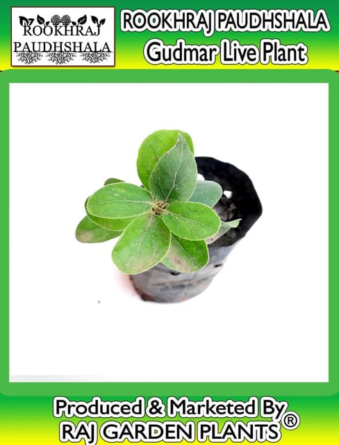 Gudmar Live Plant [RAJ GARDEN PLANTS]