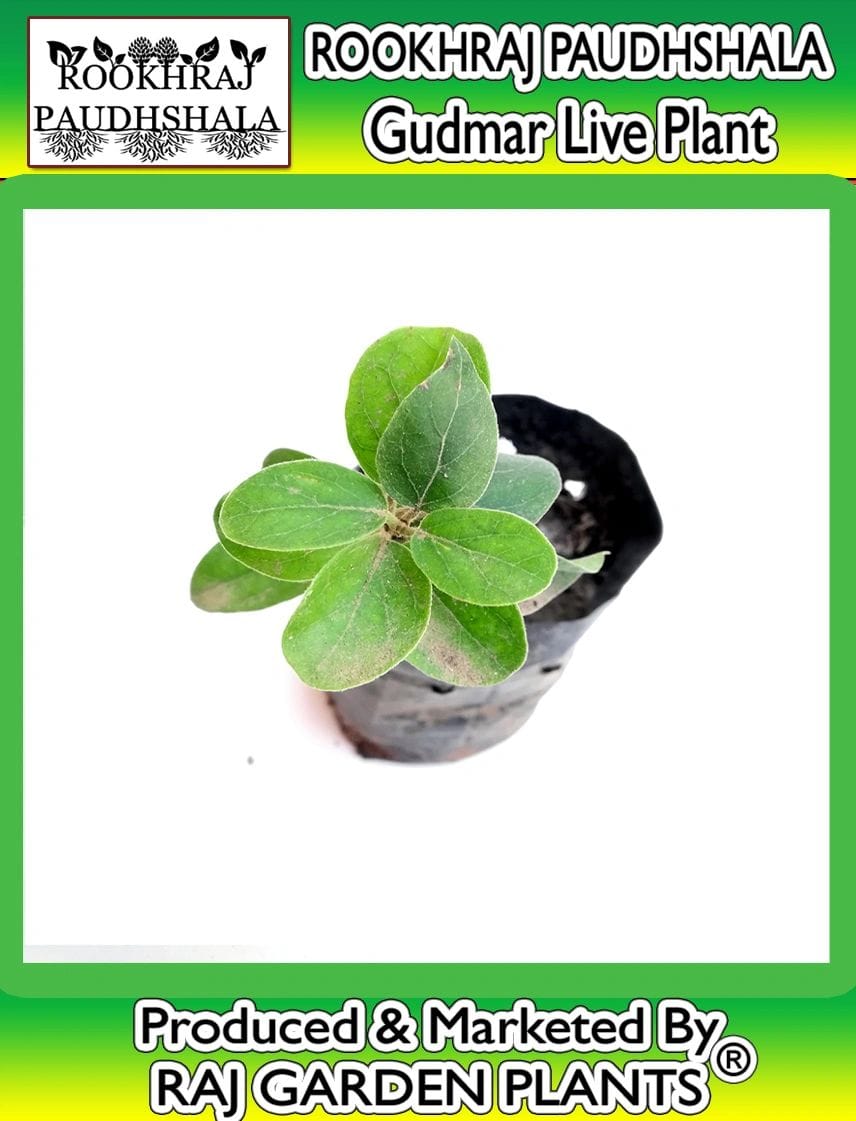 Gudmar Live Plant [RAJ GARDEN PLANTS]