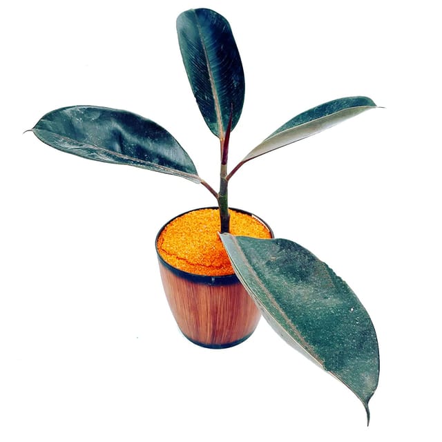 Rubber Plant, Rubber Live Plant, Ficus Elastica, Baby Rubber Plant [RAJ GARDEN PLANTS]