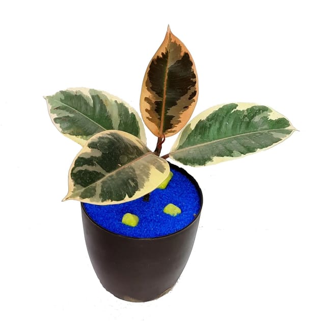 Rubber Plant Variegated, Rubber Live Plant, Ficus Elastica, Baby Rubber Plant ,Rubber Plant, Rubber Live Plant, Ficus Elastica, Baby Rubber Plant. indoor plant, air purifying plant [RAJ GARDEN PLANTS]