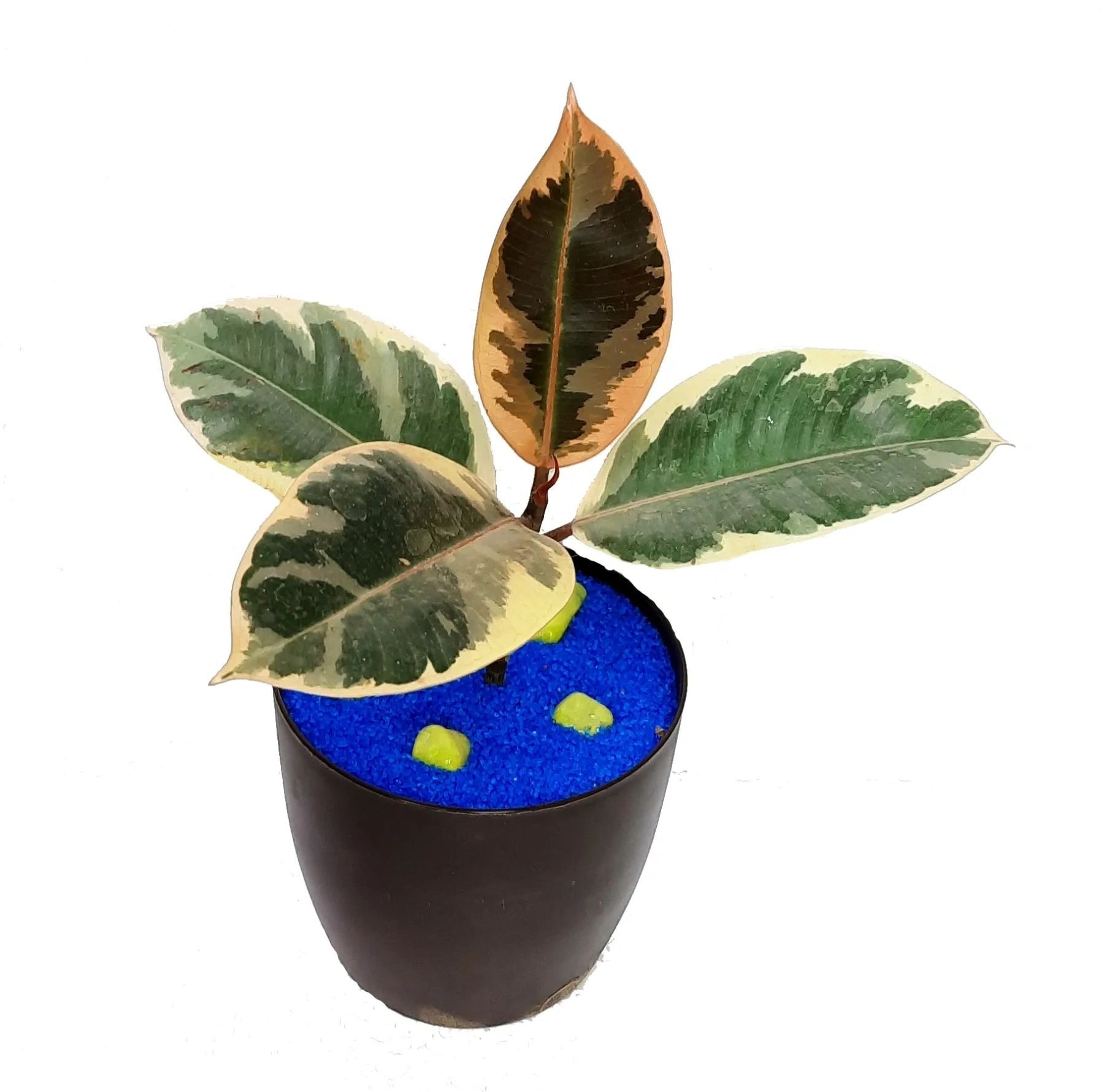Rubber Plant Variegated, Rubber Live Plant, Ficus Elastica, Baby Rubber Plant ,Rubber Plant, Rubber Live Plant, Ficus Elastica, Baby Rubber Plant. indoor plant, air purifying plant [RAJ GARDEN PLANTS]