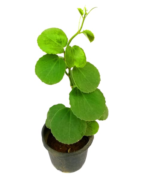 Goodluck PurnimaBel Plant, Cissus rotundifolia Plant, Arabian Wax Leaf a perfect House Live decorative succulent plant [RAJ GARDEN PLANTS]