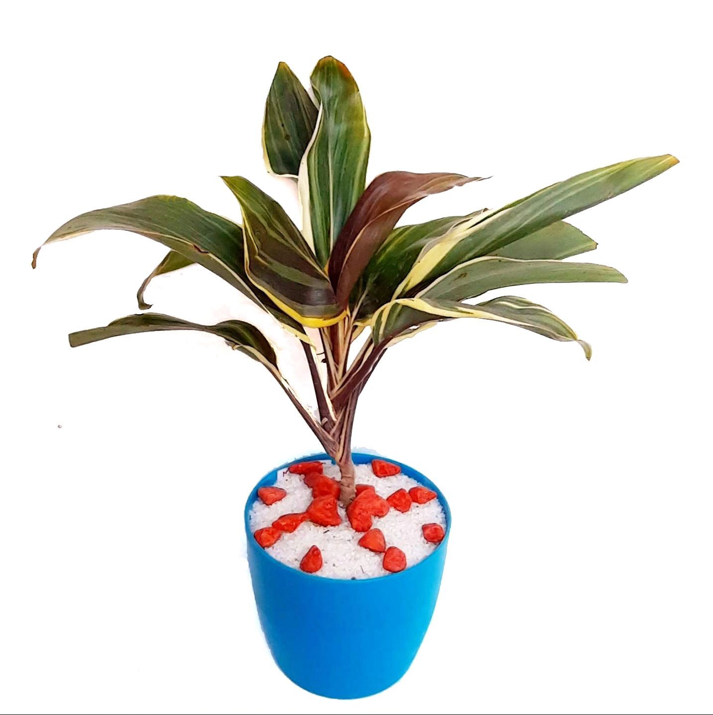 Goodlook Cordyline Terminalis Plant, Air Purifying Indoor Plant, Green Variegated Leaves,Green Queen Plant, [RAJ GARDEN PLANTS]