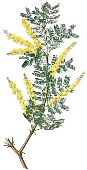 Kumat Live Plant, Acacia senegal कुमट, कुमटिया, Kumat [RAJ GARDEN PLANTS]