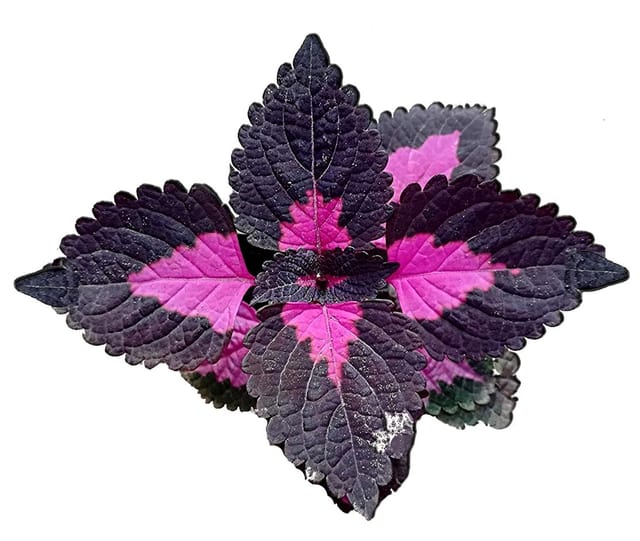 Coleus, Solenostemon (Coleus) 'Black Prince' with Dark Purple Foliage Leaves Live Plant [RAJ GARDEN PLANTS]
