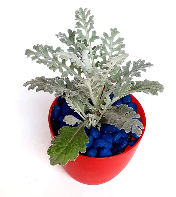 Goodluck Silver Ragwort Decorative Indoor Plant, Jacobaea maritima Plant [RAJ GARDEN PLANTS]