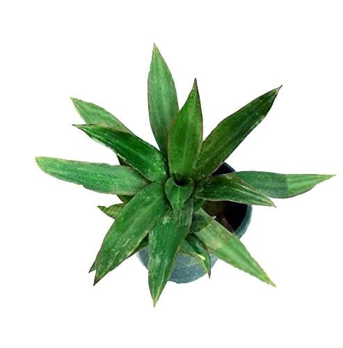 Good Luck Kuber Plant, Outdoor Hanging Plant [RAJ GARDEN PLANTS]