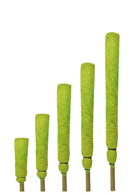 Moistick For Money Plants, Coco Pole - Coir Stick for Indoor, House and Plant Creepers Support, Climber Plant Support Stick [RAJ GARDEN PLANTS]