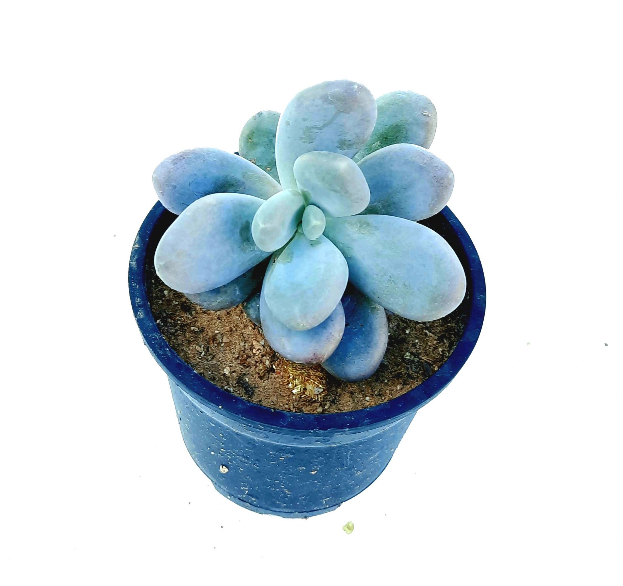 Moonstone Succulent Plant, Pachyphytum Oviferum ,Indoor live plants , Succulent & Cacti Plant for Home Décor [RAJ GARDEN PLANTS]