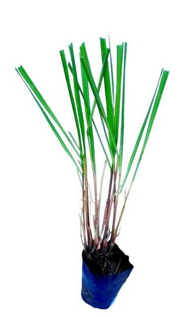 Lemon Grass Plant, Cymbopogon Citratus Plant, Lemon Tea Grass,Natural Mosquito Repellant Live Indoor Plant [RAJ GARDEN PLANTS]