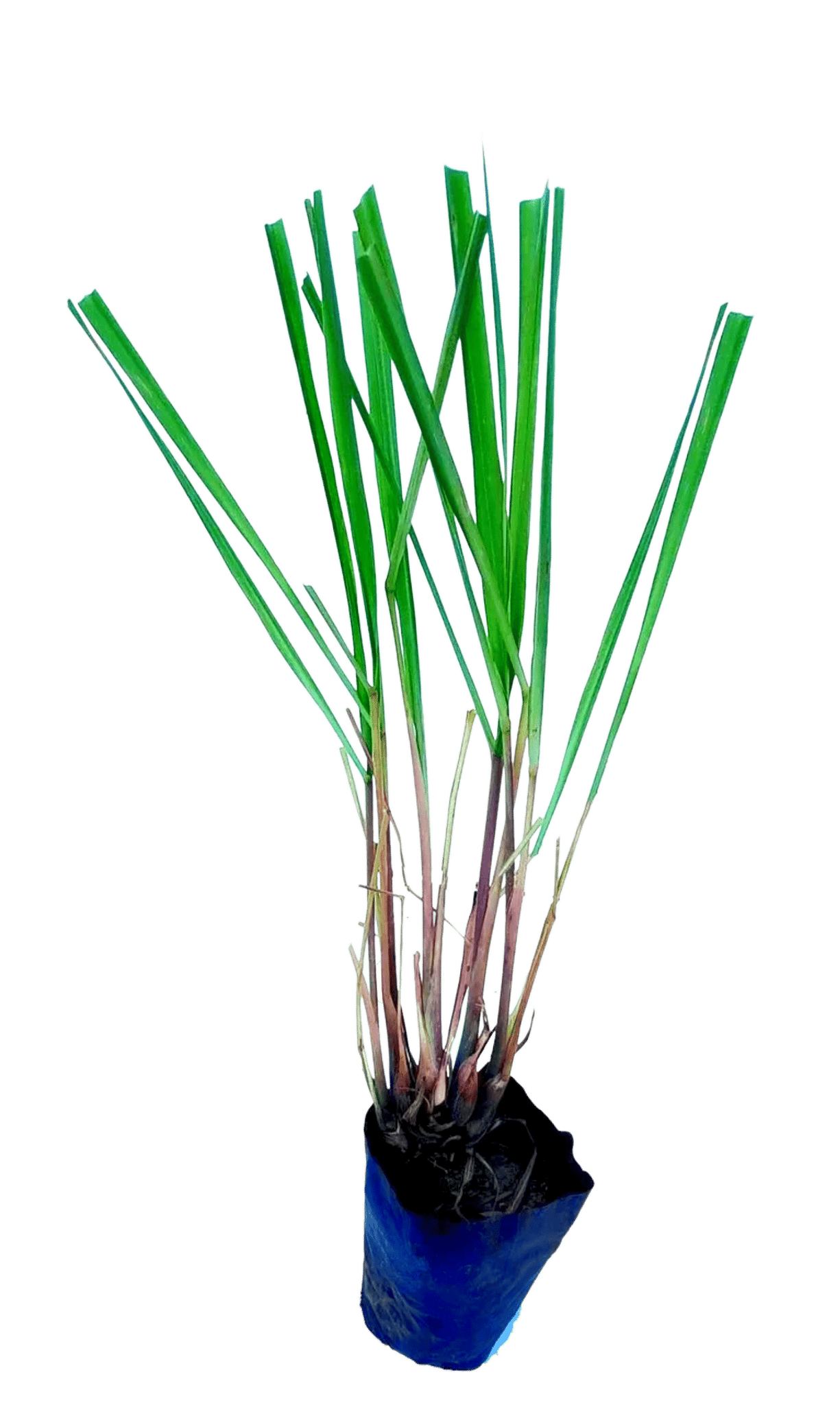 Lemon Grass Plant, Cymbopogon Citratus Plant, Lemon Tea Grass,Natural Mosquito Repellant Live Indoor Plant [RAJ GARDEN PLANTS]