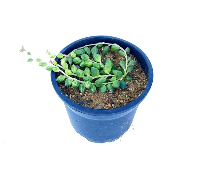 String of Tears Plant, Hanging Succulent Plant, Senecio Herreianus, Indoor Succulent Plants [RAJ GARDEN PLANTS]