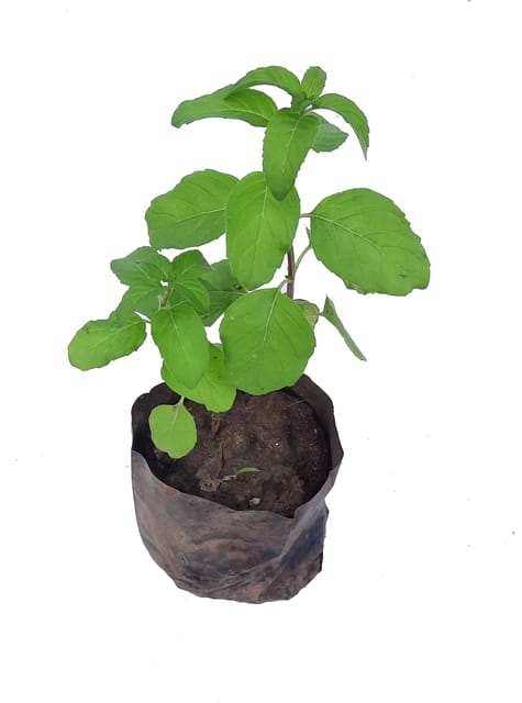 Mint Tulsi Plant, Ocimum sanctum, Vicks Tulsi , Holy Basil Plant [RAJ GARDEN PLANTS]