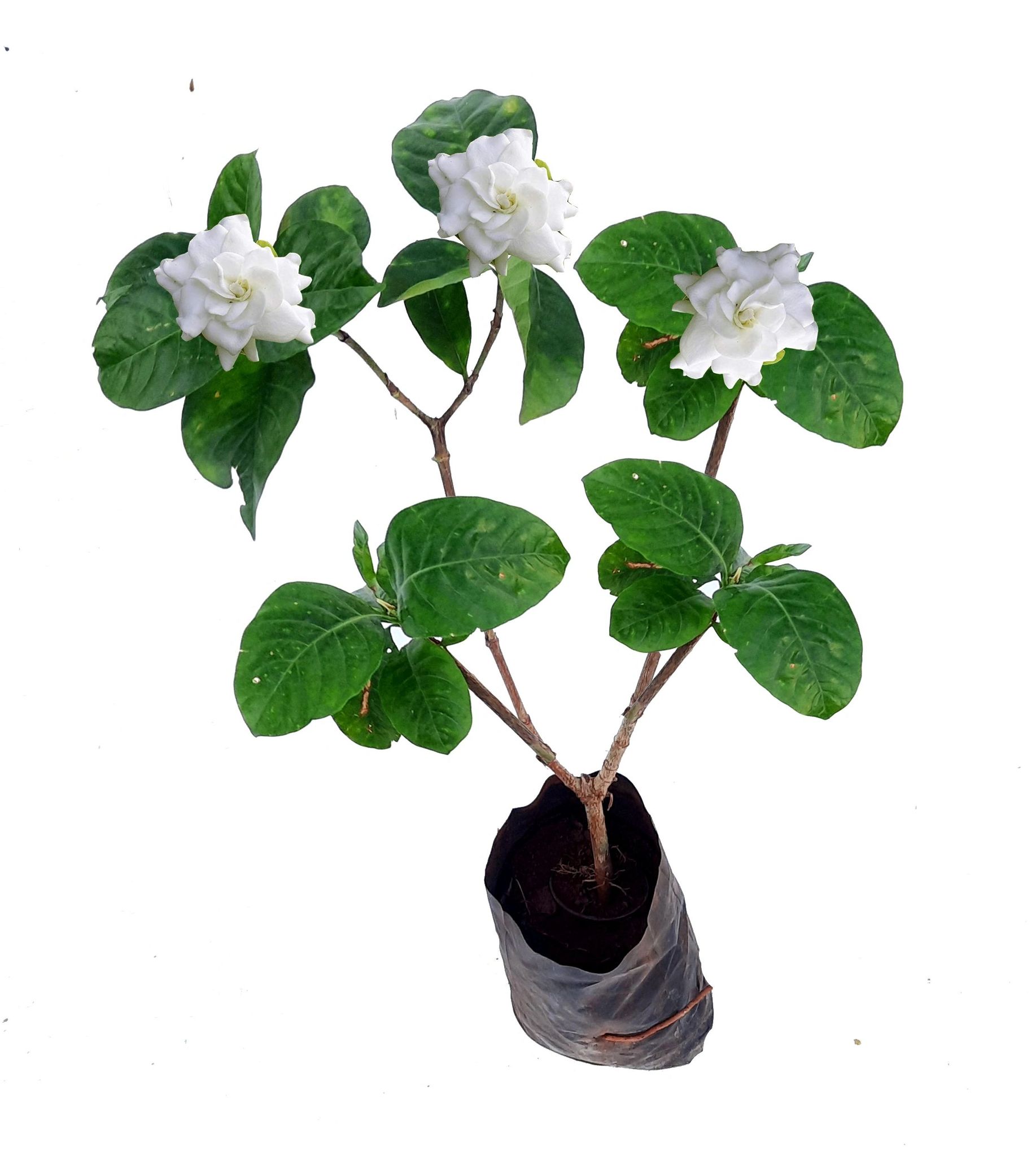 Gandharaj Flower Plant , Dwarf Rare Gardenia / Cape Jasmine (1 Plant In Polybag) [RAJ GARDEN PLANTS]