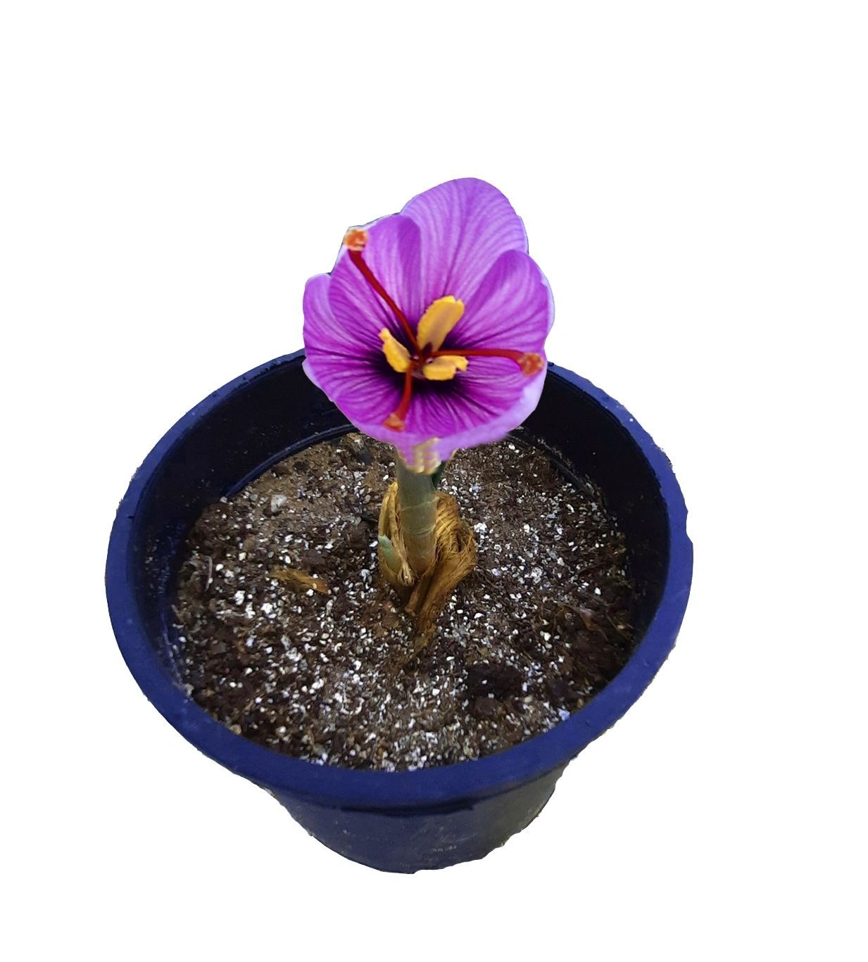 Saffron Crocus Flower Plant, Kashmiri Saffron Bulb , Kesar, Zafran, Crocus Corm - Pack of 2 Plant-Bulbs [RAJ GARDEN PLANTS]