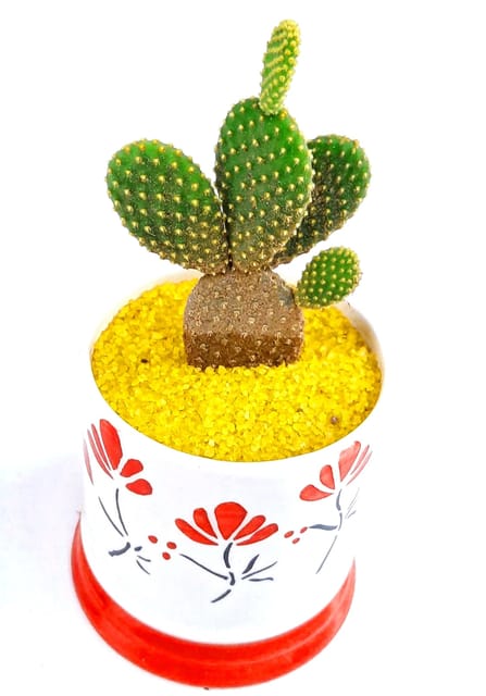 BONSAITREE Bunny's Ear Cactus - Opuntia Microdasys Live Plant, Polka Dot, Micky Mouse Cactus [RAJ GARDEN PLANTS]