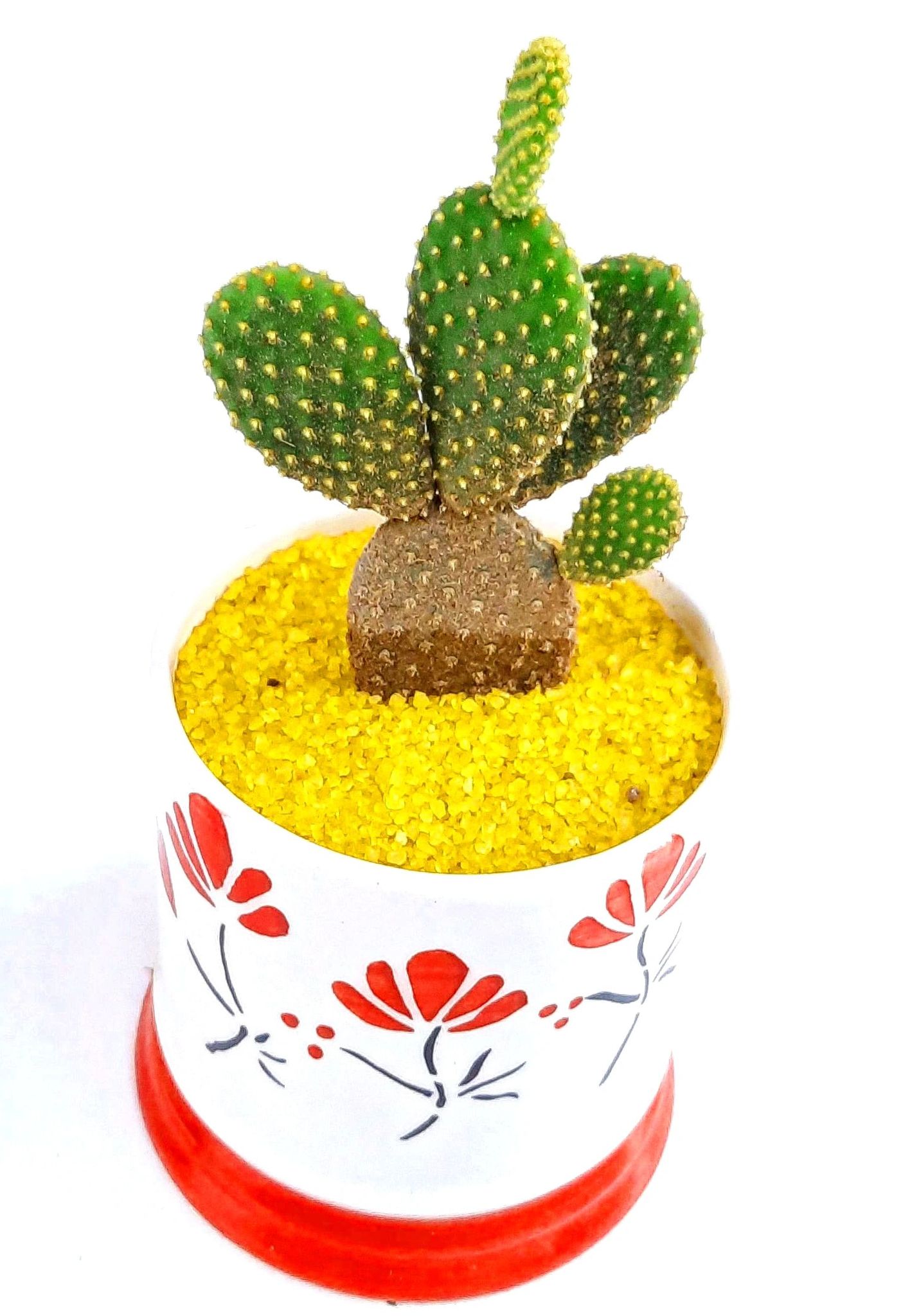 BONSAITREE Bunny's Ear Cactus - Opuntia Microdasys Live Plant, Polka Dot, Micky Mouse Cactus [RAJ GARDEN PLANTS]