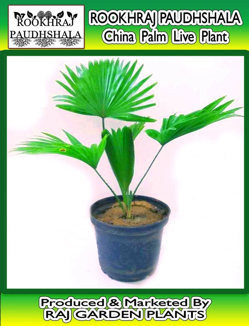 China Palm Plant, Fountain Palm, Chinese Fan Palm Live Plant, Livistona chinensis [RAJ GARDEN PLANTS]