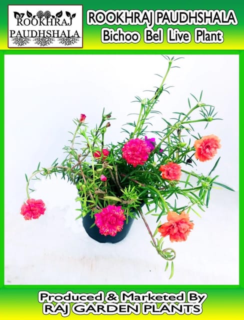 Bichoo Bel Live Plant, Portulaca Mixed Colour Live Plant [RAJ GARDEN PLANTS]