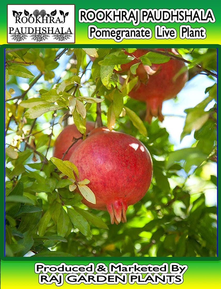 Pomegranate Live Plant ,( Sinduri Hybrid Variety ) Anar Ka Paudha [RAJ GARDEN PLANTS]