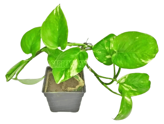 Good Luck Money Plant, Pothos Live Indoor Plants, Epipremnum aureum [RAJ GARDEN PLANTS]