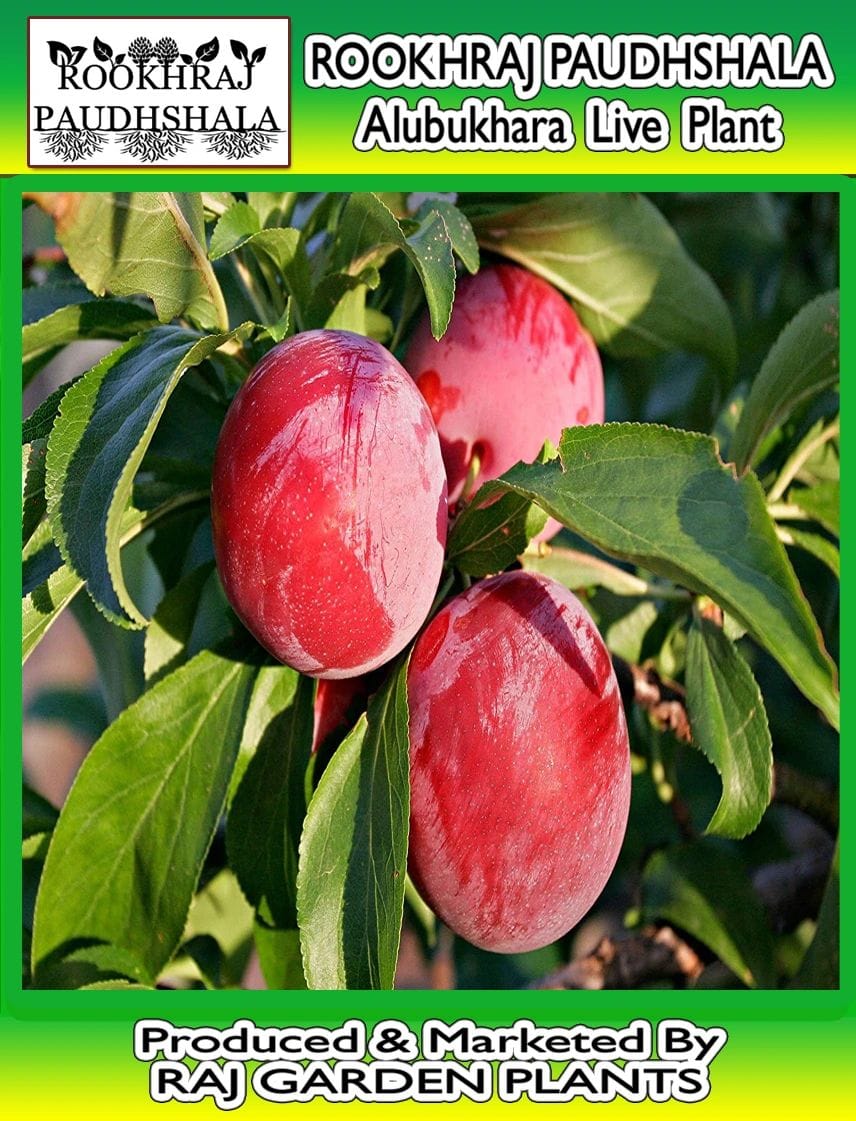 Alubukhara Live Plant, Plum Fruit Plant, Prunus domestica [RAJ GARDEN PLANTS]