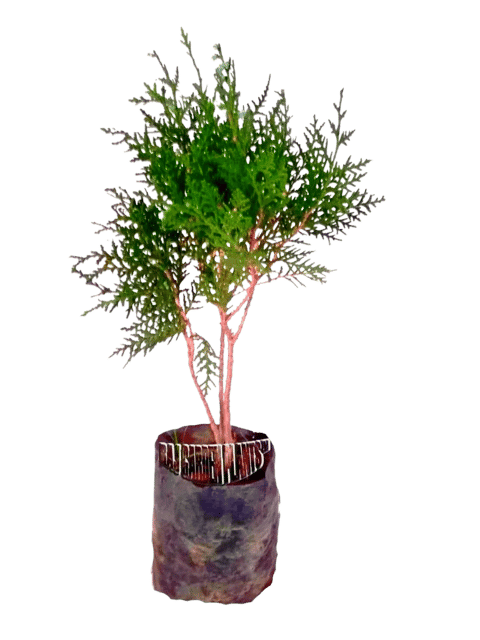 Goodluck Vidya Plant, Morpankh Plant Thuja Orientalis Indoor Live Plants [RAJ GARDEN PLANTS]
