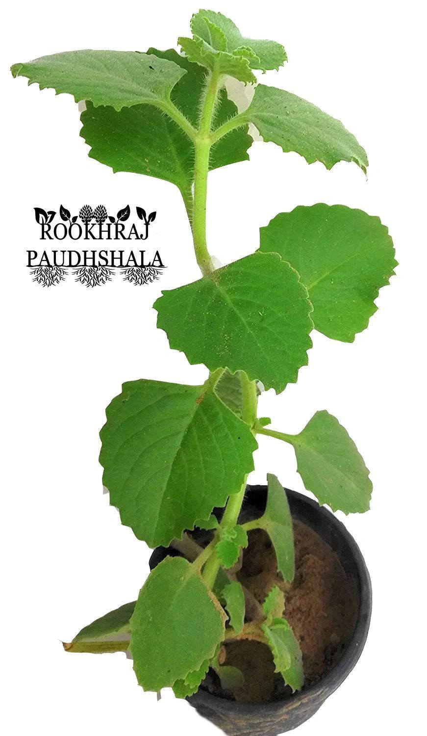 Ajwain Live Plant, Ajwayan Ajowan, Trachyspermum Ammi, Ajowan Caraway, Bishop'S Weed, Carom Leavesplant [RAJ GARDEN PLANTS]
