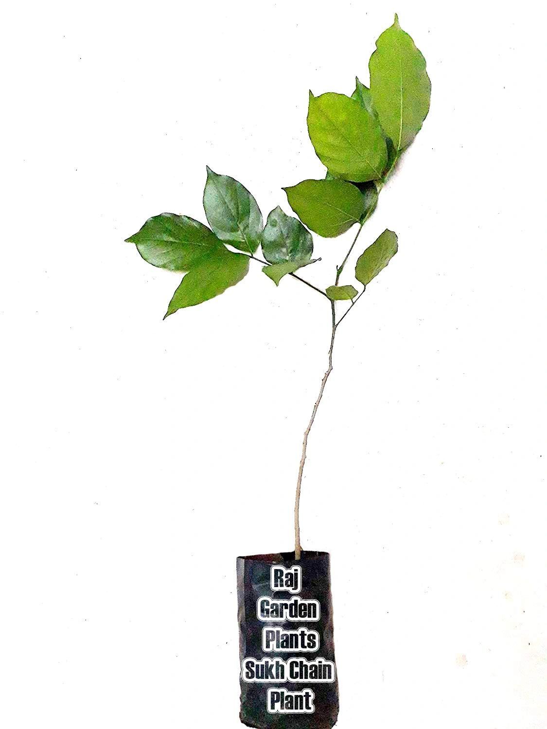 Sukh Chain Plant, Karanj Live Plant, Pongamia pinnata Live Plant, Indian Beech, Pongam oiltree, Pungai, karach, Magul karanda [RAJ GARDEN PLANTS]