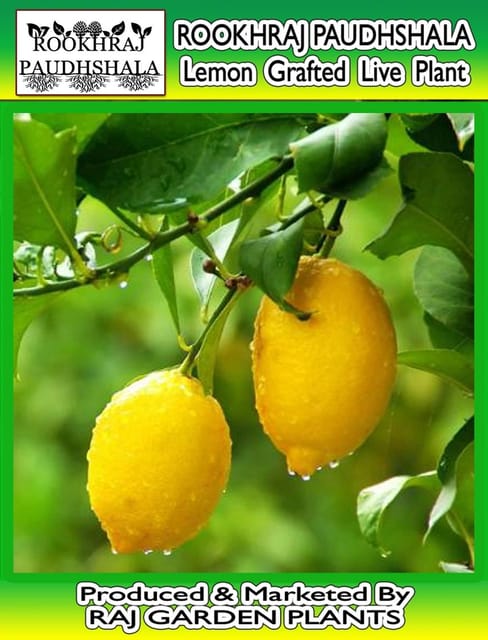 Lemon Fruit Plant, Grafted Rasaali Live Plant, Nimbu [RAJ GARDEN PLANTS]