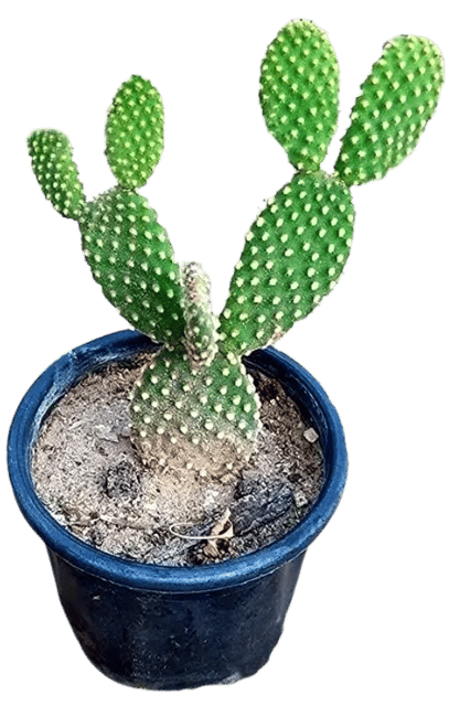 Bunny's Ear Cactus ,Opuntia Microdasys Live Plant, Polka Dot, Micky Mouse Cactus [RAJ GARDEN PLANTS]