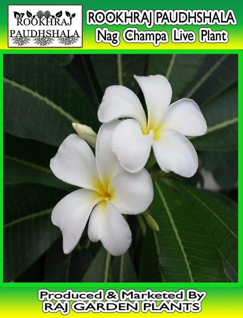 Goodluck Naag Champa Live Plant, Plumeria Live Plant [RAJ GARDEN PLANTS]