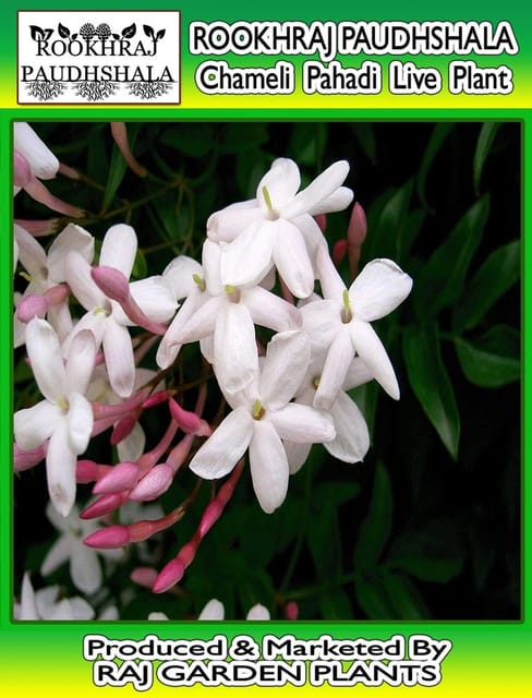 Jasmine Officinale Live Plant, Pahadi Chameli Flower Plant [RAJ GARDEN PLANTS]