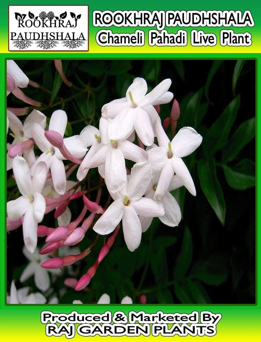 Jasmine Officinale Live Plant, Pahadi Chameli Flower Plant [RAJ GARDEN PLANTS]