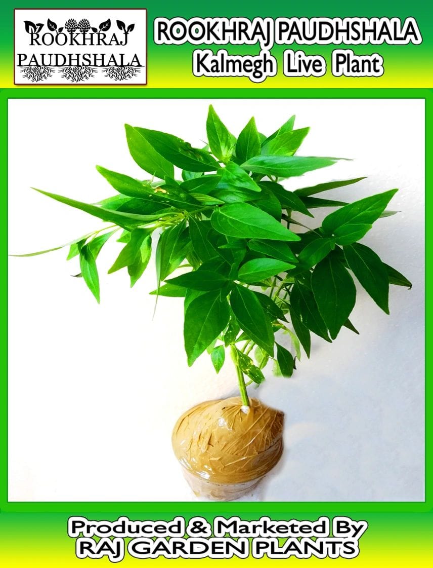 Kalmegh Live Plant, Andrographis paniculata, Kalmegha, कालमेघ, Kirayat, Hara Chiretta, Kalpnath [RAJ GARDEN PLANTS]