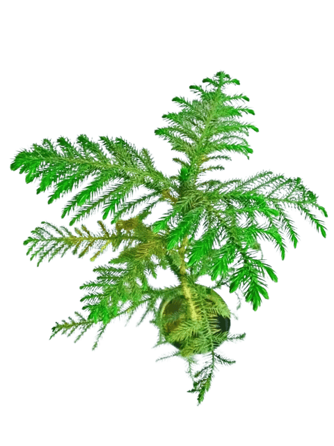 Christmas Tree Live Plant Decoration Plants ( Indoor ) [RAJ GARDEN PLANTS]