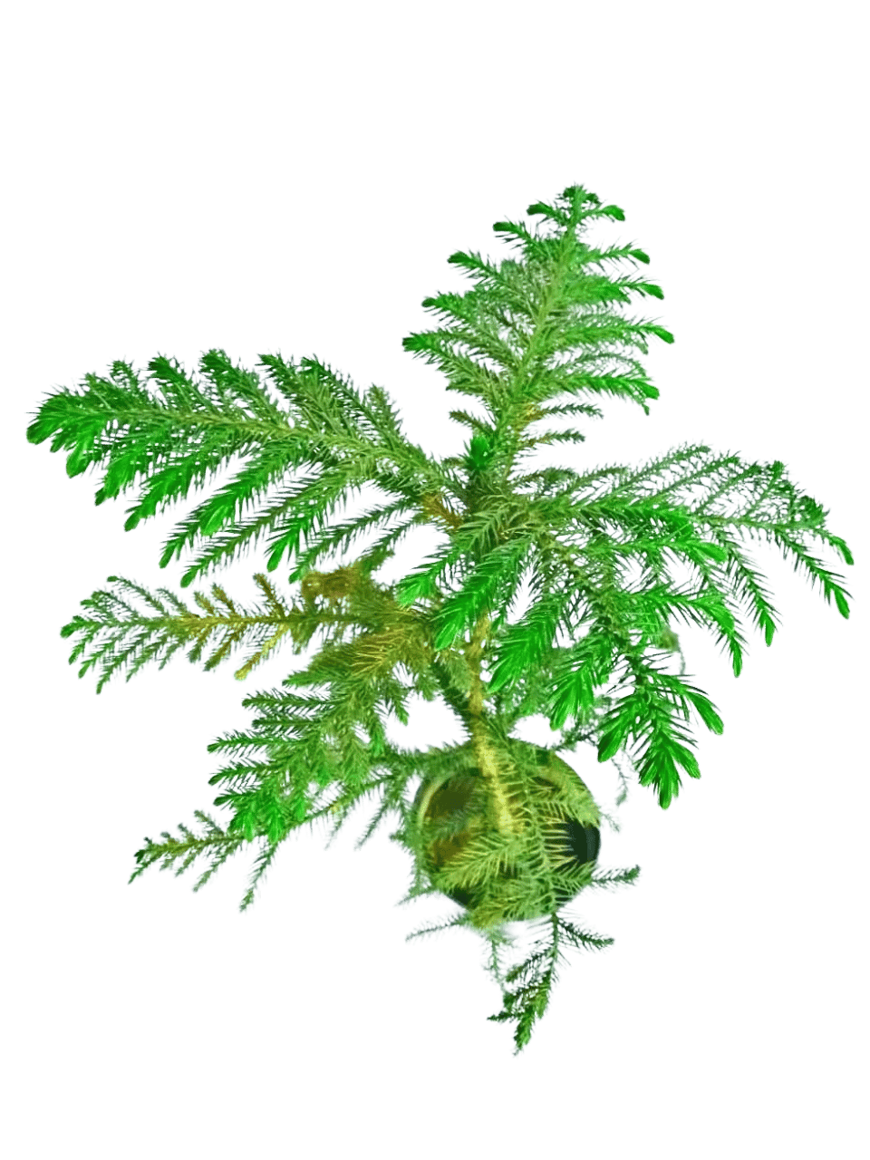 Christmas Tree Live Plant Decoration Plants ( Indoor ) [RAJ GARDEN PLANTS]