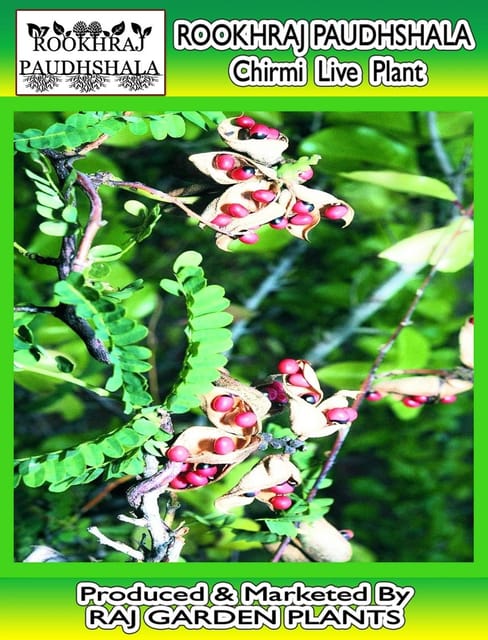 Chirmi Live Plant, Abrus precatorius, चिरमी [RAJ GARDEN PLANTS]