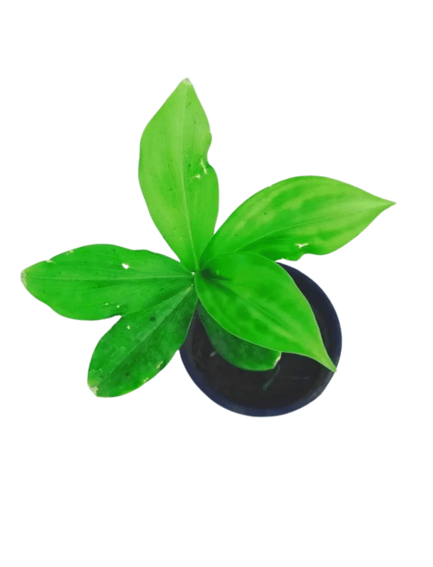 Ketki Live Plant, kamukha, Crape Ginger, Crape Ginger, Costus speciosus [RAJ GARDEN PLANTS]