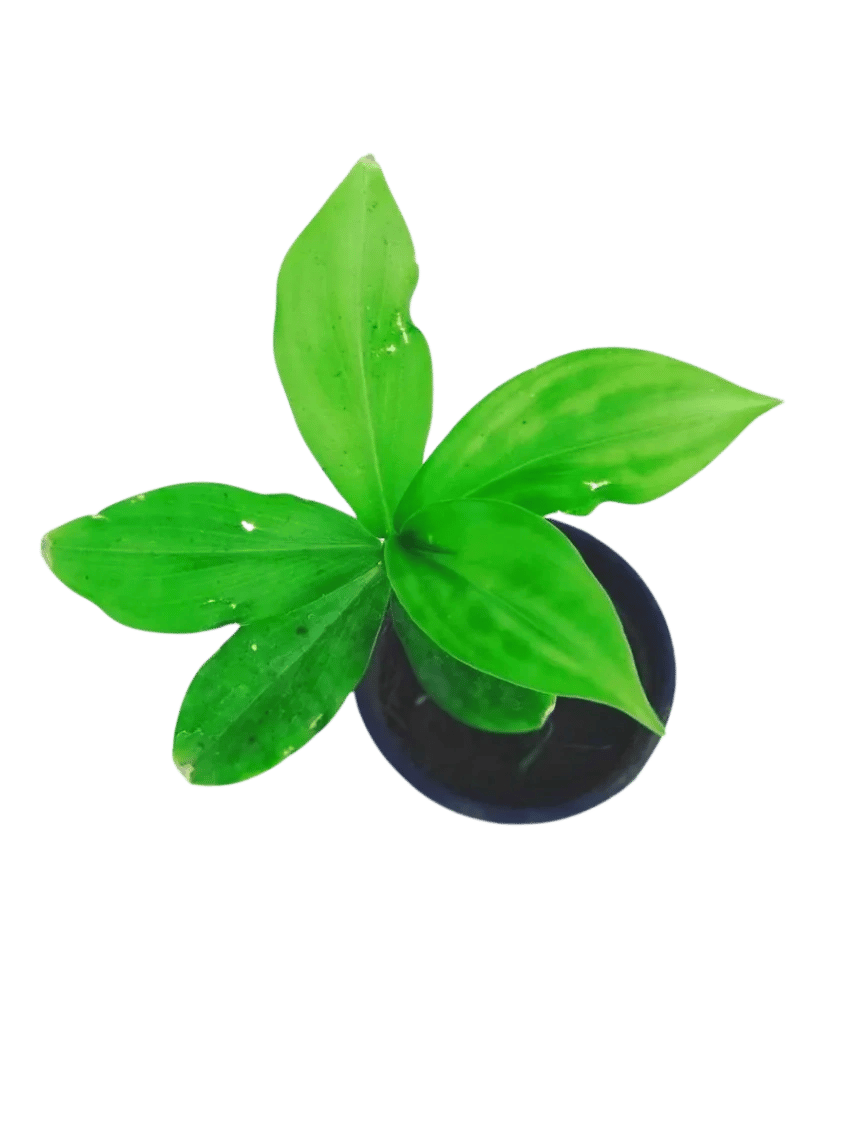 Ketki Live Plant, kamukha, Crape Ginger, Crape Ginger, Costus speciosus [RAJ GARDEN PLANTS]