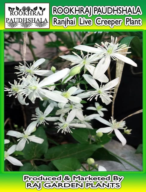 Clematis ligusticifolia, Ranjai Live Plant; Clematis ligusticifolia, Ranjai Creeper Plant [RAJ GARDEN PLANTS]