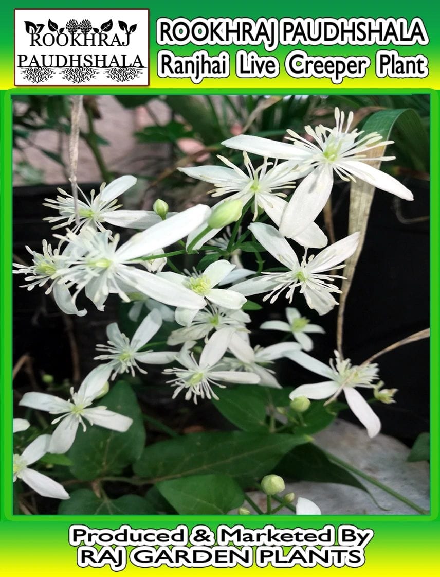 Clematis ligusticifolia, Ranjai Live Plant; Clematis ligusticifolia, Ranjai Creeper Plant [RAJ GARDEN PLANTS]