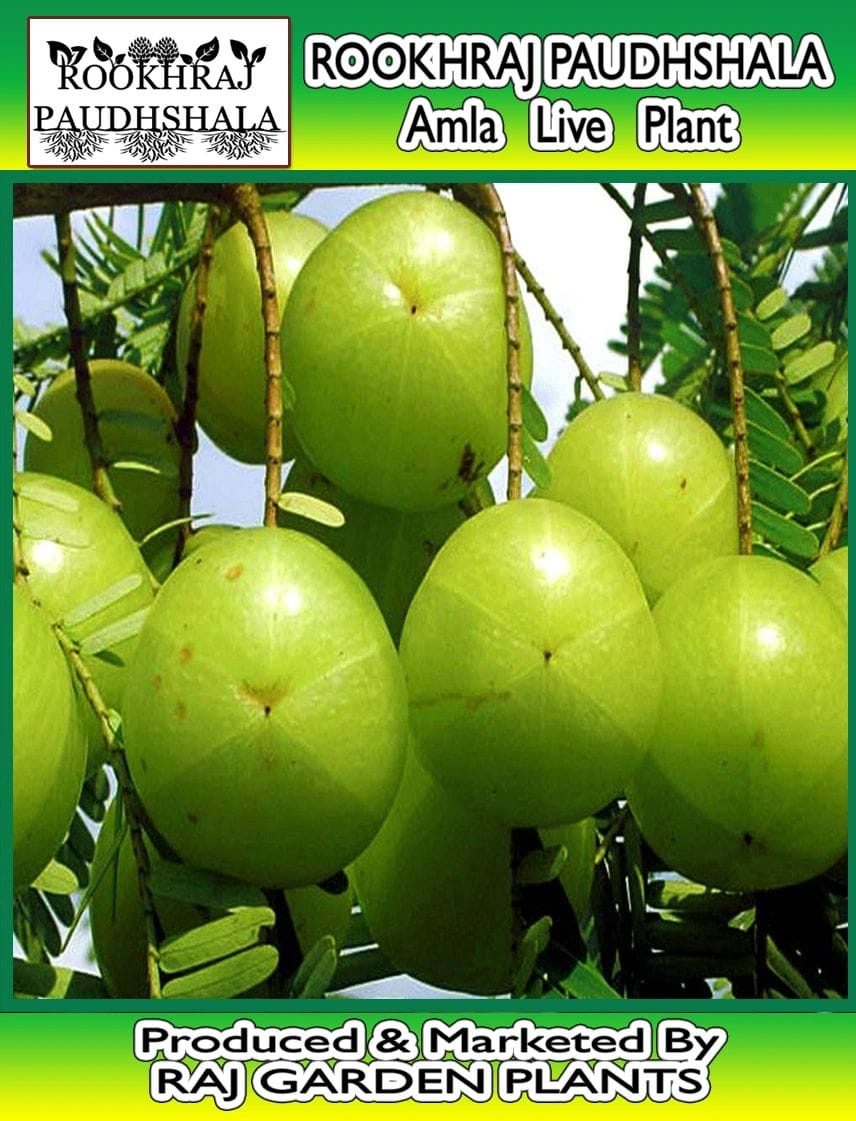 Amla Live Plant, Phyllanthus emblica, Anwala Plant, Anwla [RAJ GARDEN PLANTS]