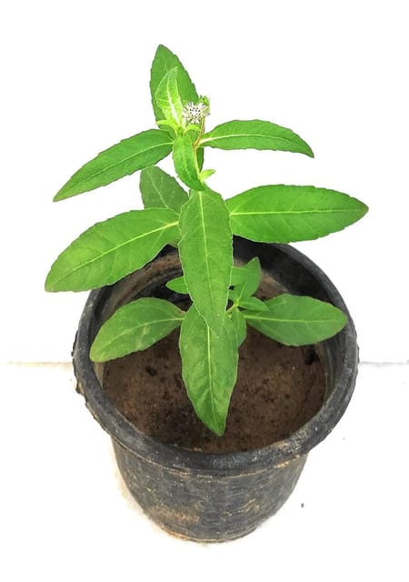 Bhringraj Live Plant, Bhrungraj, Eclipta Alba - False Daisy Plant [RAJ GARDEN PLANTS]