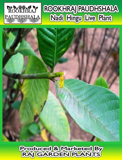 Nadi Hingu Live Plant, नाड़ी हिंगु, Dikamali Live Plant,Gardenia gummifera [RAJ GARDEN PLANTS]