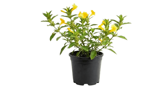 Vajradanti Live Plant वज्रदंती, Katsaraiya, Piyabansa, Barleria Prionitis Live Plant, kuranta [RAJ GARDEN PLANTS]